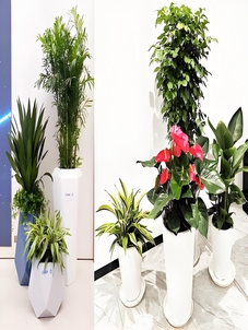 镇海花木租赁价格新动态，速来围观！><div class=