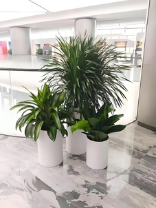 鄞州花卉出租价格实惠