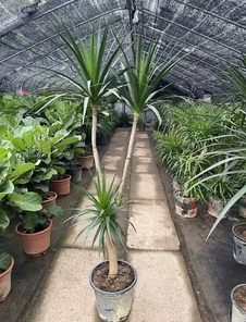 慈溪植物出租哪家强？服务超棒的在这里！