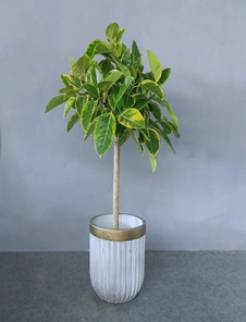 宁波江北花卉租摆方案